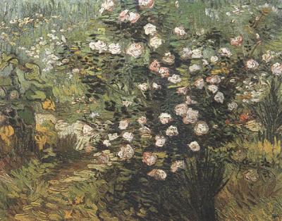 Vincent Van Gogh Rosebush in Blossom (nn04) China oil painting art
